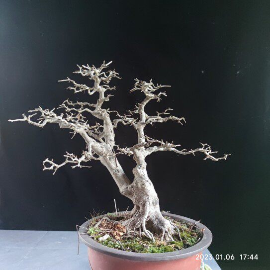 对节白蜡盆景双杆老桩绿植高杆文人