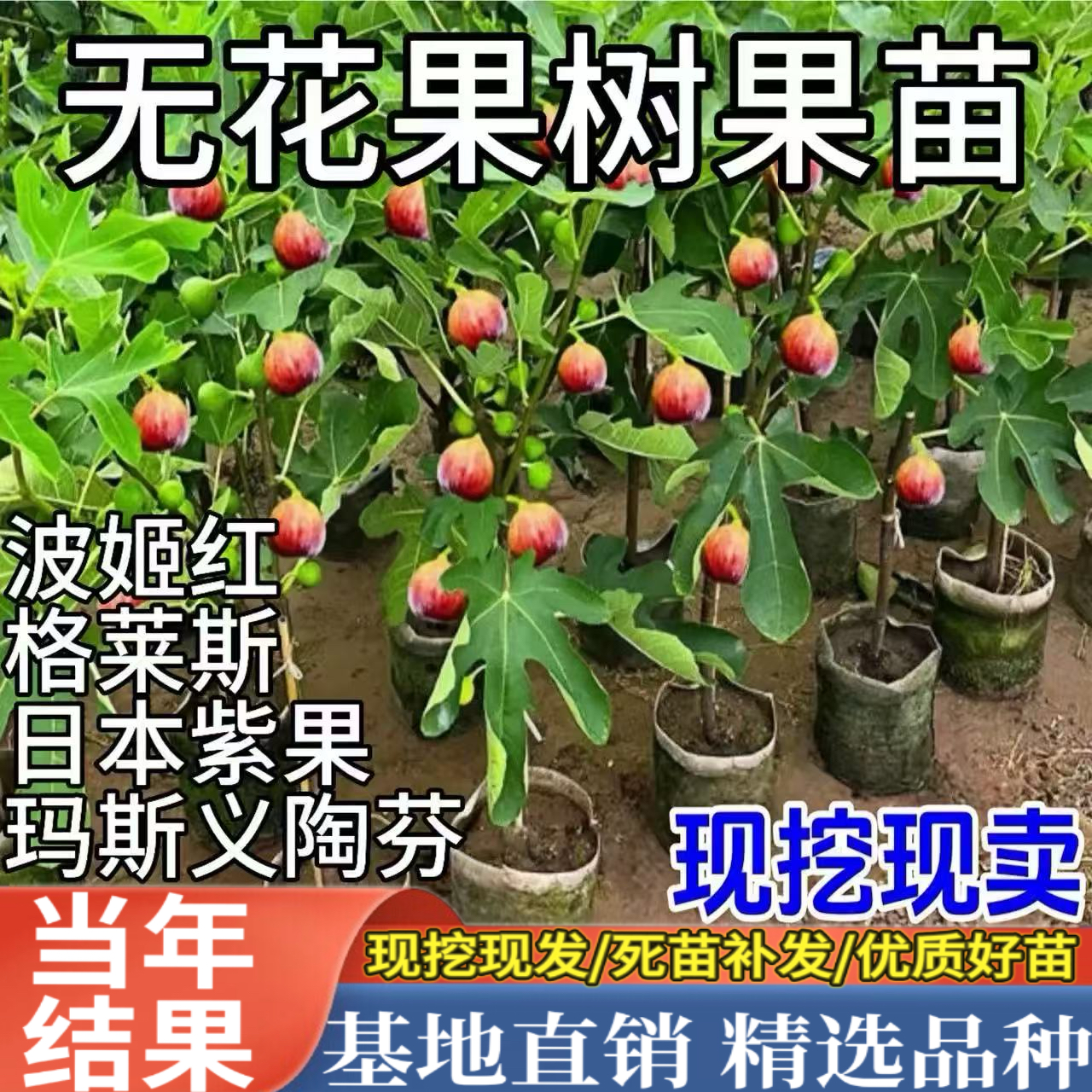 波姬红无花果树南北方种植嫁接