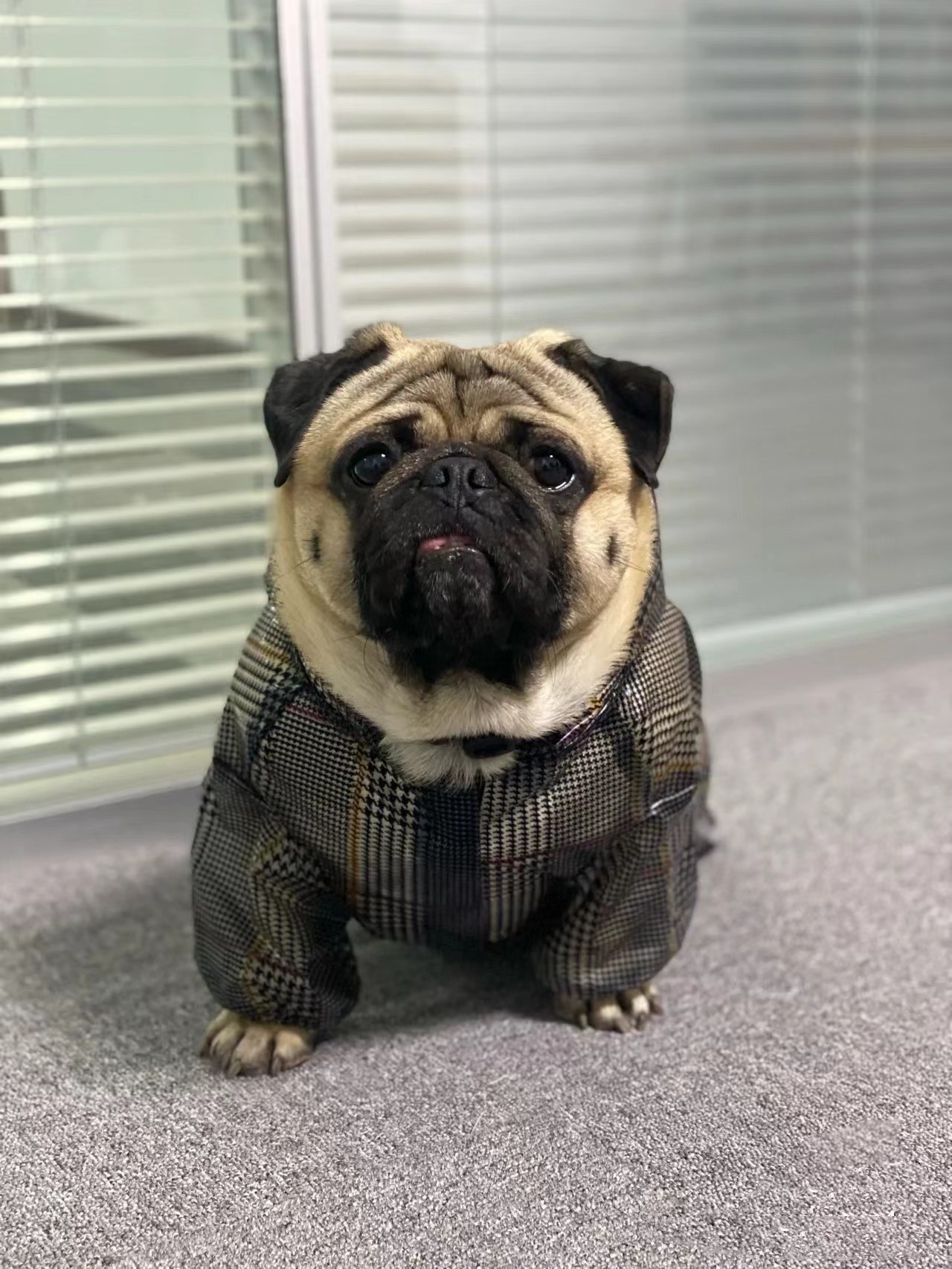 纯种小型活体宠物狗狗巴哥犬短毛迷你八哥幼犬黑脸巴哥幼犬憨厚型
