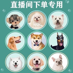 拉布拉多柴犬边牧金毛哈士奇萨摩耶比熊泰迪博美幼犬纯种活宠物狗