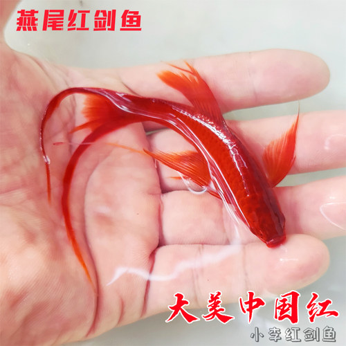 小型热带观赏鱼燕尾红剑鱼双尾红箭高鳍菊花帆长尾孔雀鱼群养广温