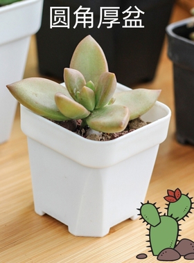 塑料花盆 加厚多肉磨砂小黑方花盆 白色叶插盆 多肉花盆 配套托架