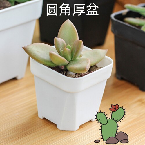 加厚塑料黑方多肉花盆