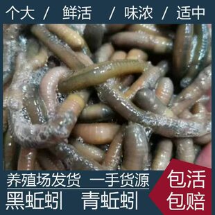 包邮大蚯蚓鱼饵野钓专用活黑蚯蚓钓鱼饵垂钓钓黄鳝活饵活体臭蚯蚓