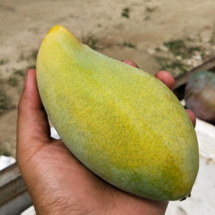 优雅永不过时 小众无纤维金百花芒果 个头适中甜度很高