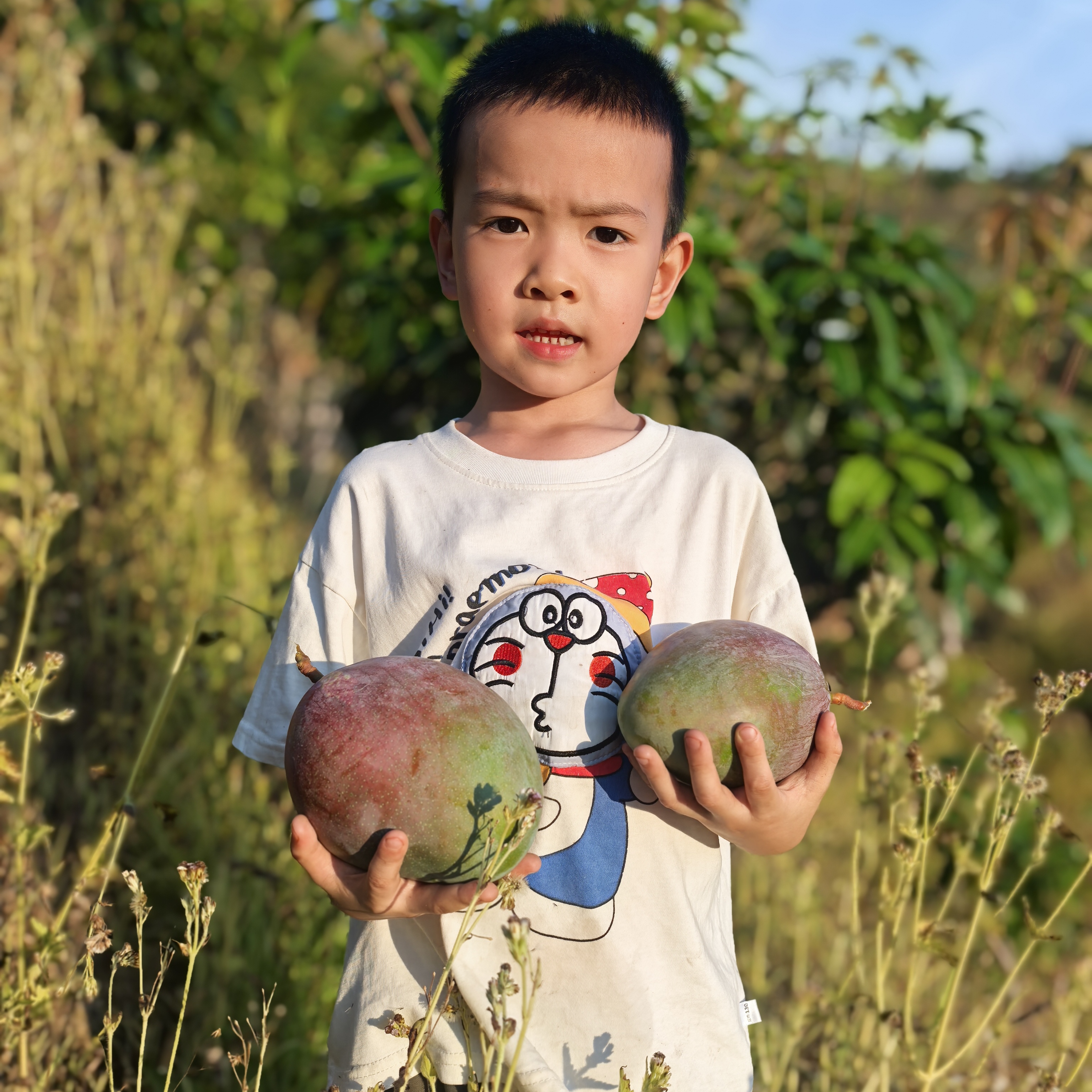 攀枝花凯特净重大芒果