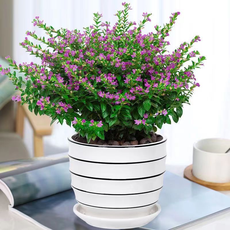 满天星盆栽四季开花水培好养易活带花苞客厅阳台庭院室内花卉绿植