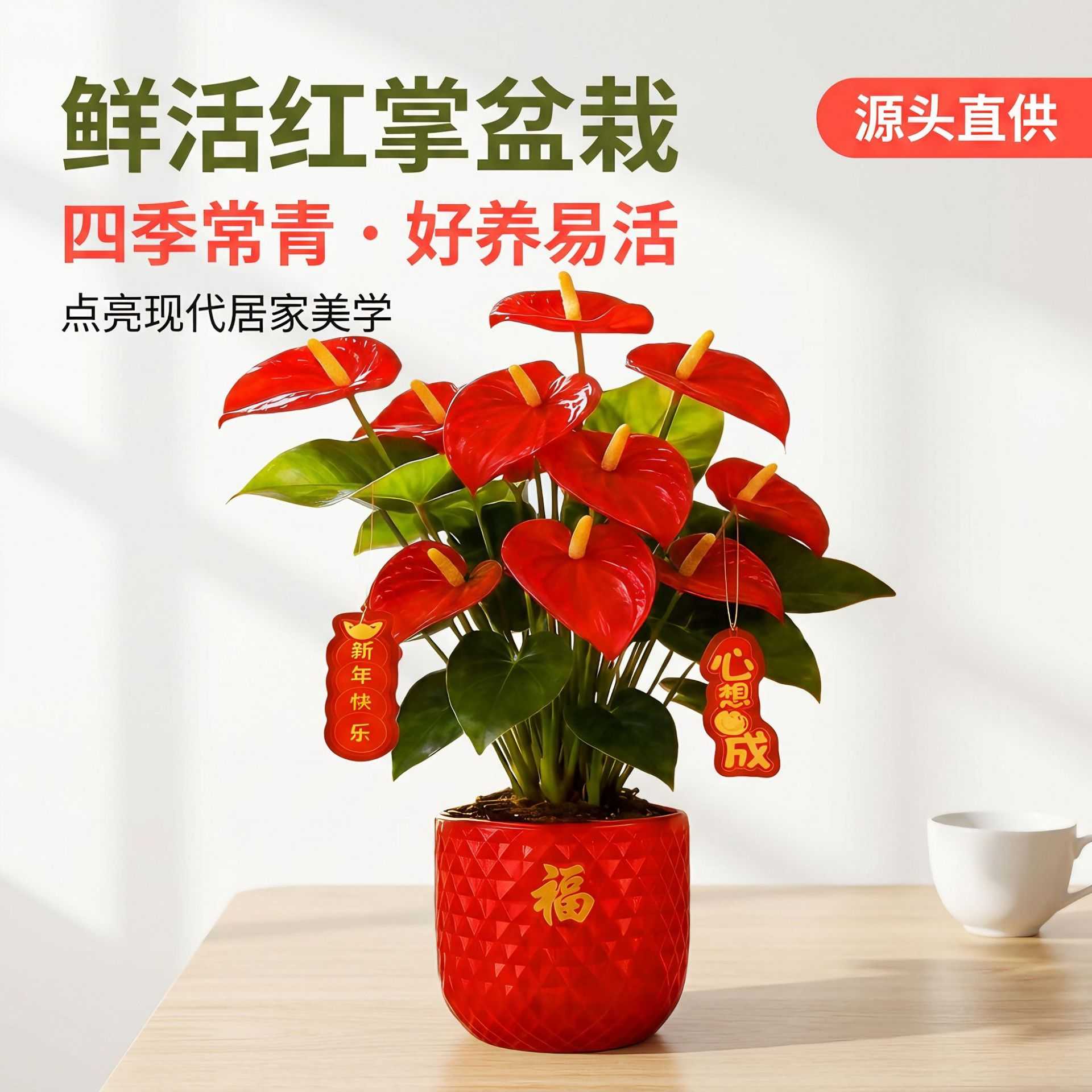 【带花发货】特级红掌粉掌白掌花室内水培土培盆栽四季开花卉绿植