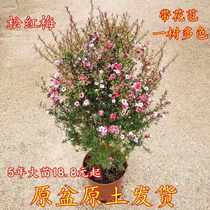 松红梅盆栽室内耐寒花卉带花苞澳洲松红梅树苗一树多色四季常青图片