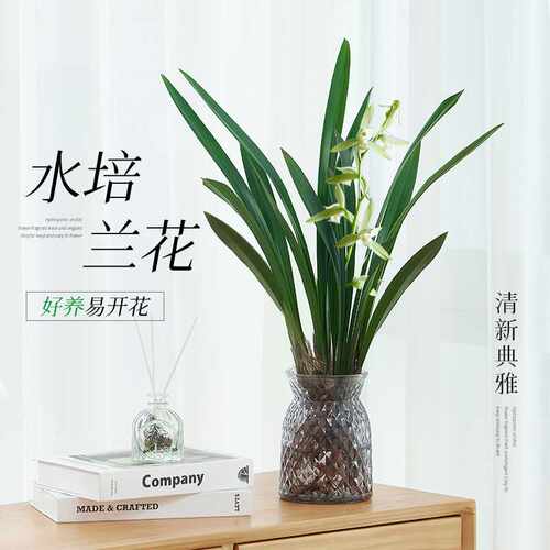 水培兰花墨兰盆栽带花苞客厅室内桌面浓香型水养绿植物建兰小苍兰