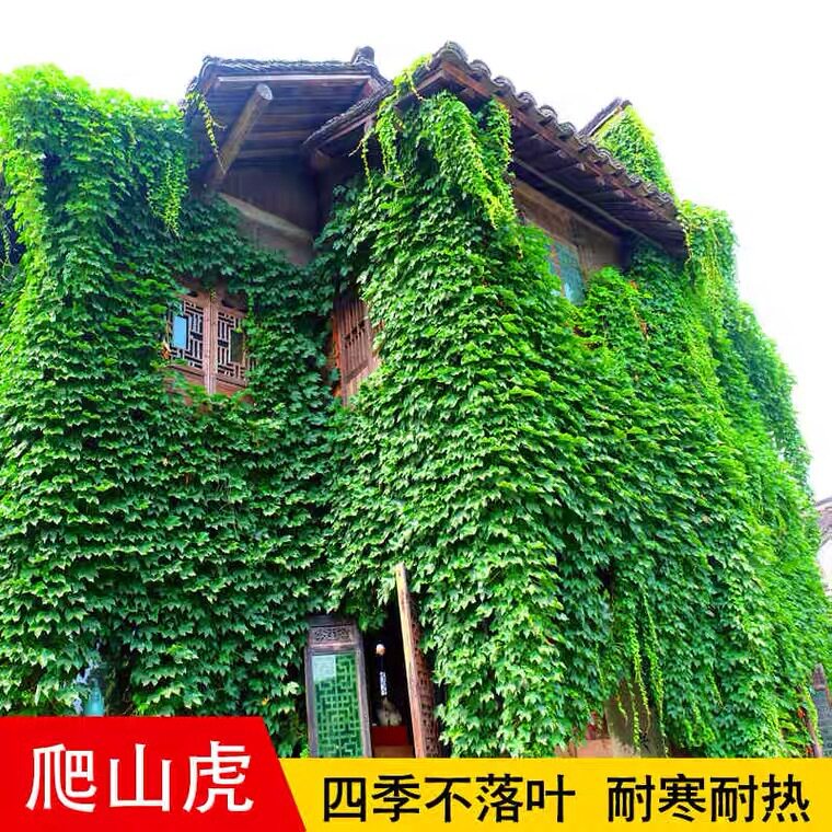爬山虎爬藤植物四季苗三叶五叶盆造型盆景