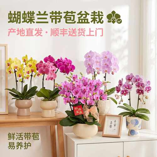 蝴蝶兰盆栽带花苞室内外办公室花卉多季开花绿植礼盒鲜花好养植物