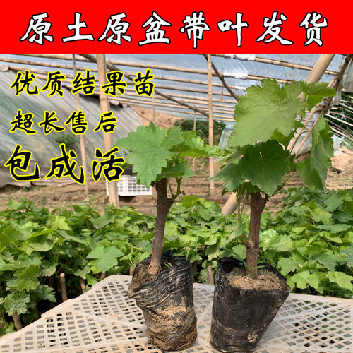 阳光玫瑰巨峰葡萄苗春季庭院盆栽爬藤阳台南北方种植耐寒原盆带叶