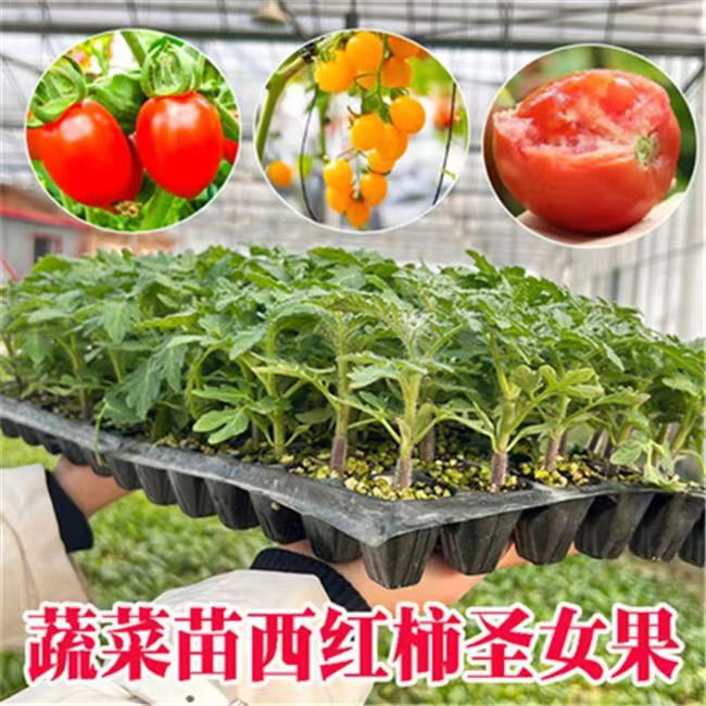 西红柿苗普罗旺思水果西红柿秧苗室内盆栽种孑籽大全矮生番茄菜苗