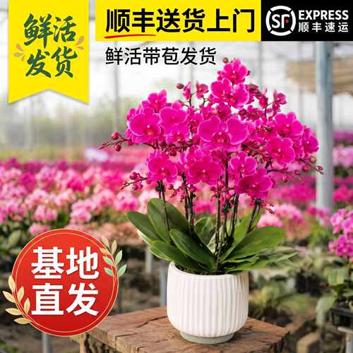 蝴蝶兰带花苞带花剑年宵花盆栽室内客厅阳台绿植过年年宵花礼盒
