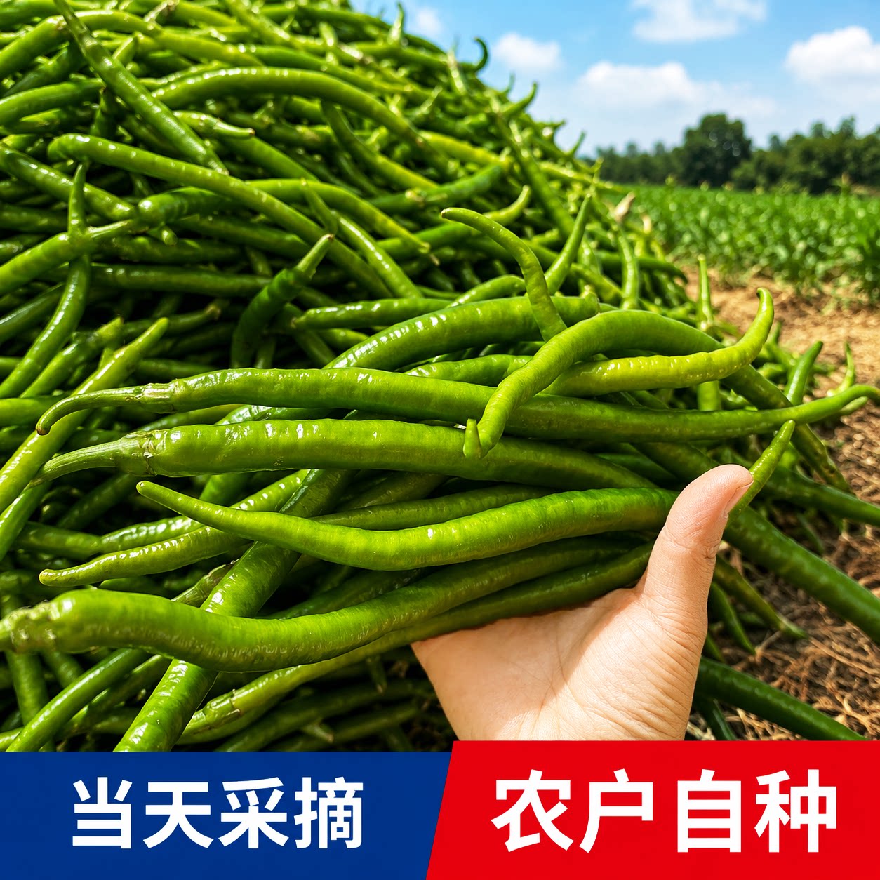 【每日现摘】新鲜线椒薄皮中辣微辣现摘辣椒青椒青线尖椒二荆条