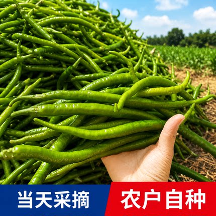 【每日现摘】新鲜线椒薄皮中辣微辣现摘辣椒青椒青线尖椒二荆条