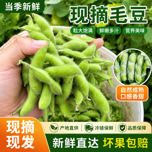 【现摘新鲜】安徽农家新鲜嫩毛豆带壳现摘现发毛豆角青毛豆带壳