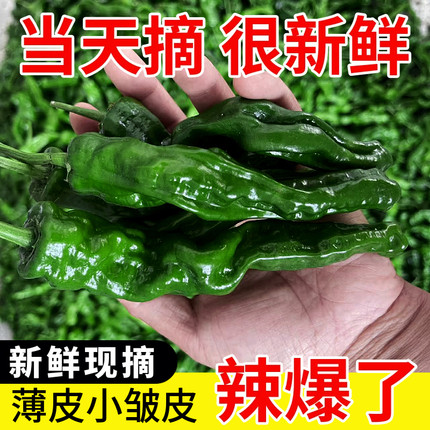 安徽阜阳特辣辣椒新鲜薄皮超辣小皱皮农家蔬菜炒辣子鸡现摘现发