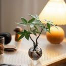 水培植物发财树办公室内客厅桌面花卉盆栽净化绿植 恭喜发财