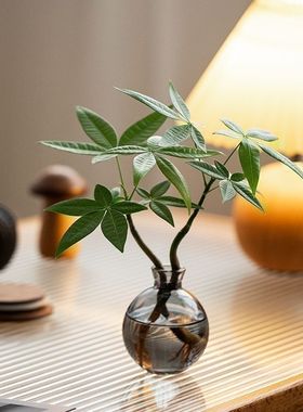 【恭喜发财】水培植物发财树办公室内客厅桌面花卉盆栽净化绿植