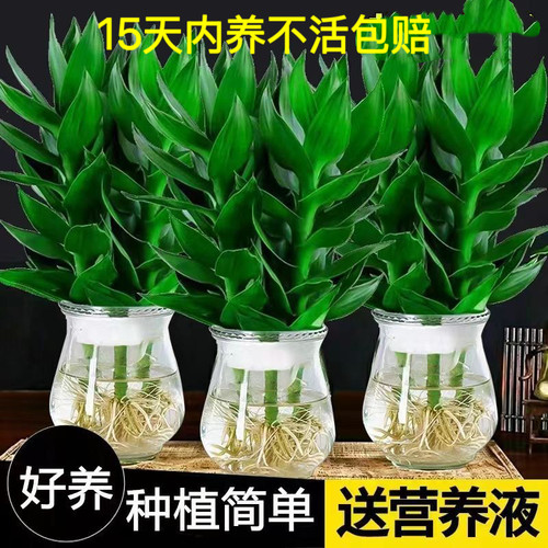 水培观音竹富贵竹植物花卉绿植绿萝室内盆栽转运竹子四季常青好养