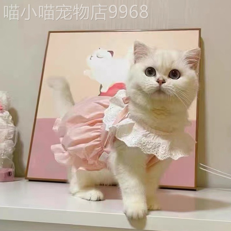 咪衣短服公主南猫瓜裙宠防掉毛春秋季薄款英布偶蓝白物狗狗居CJC