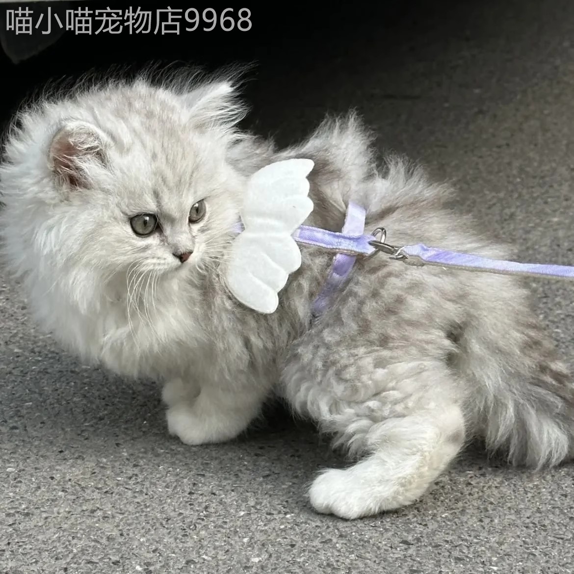 猫咪牵绳可爱小翅溜猫绳外出专宠城用引防挣脱膀宠物狗狗小型犬狗