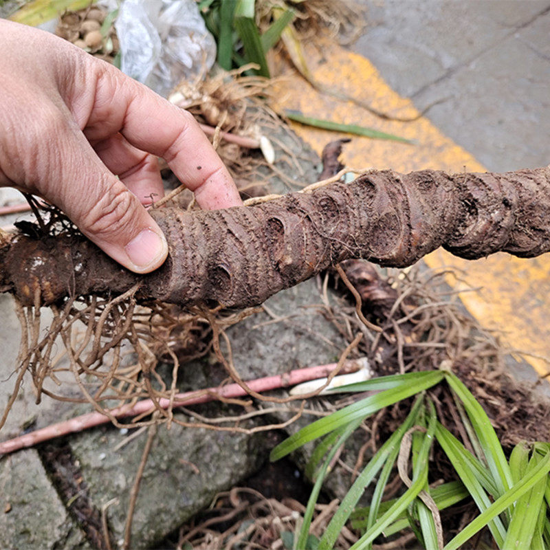 贵州新鲜重楼中药材 七叶一枝花草河车灯台七高原地产独脚莲500克