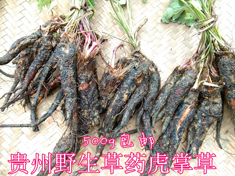 贵州新鲜虎掌草500g 纯野生中药材草玉梅狗脚迹见风青