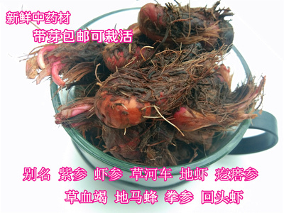 草血竭新鲜拳参带芽500g中药材