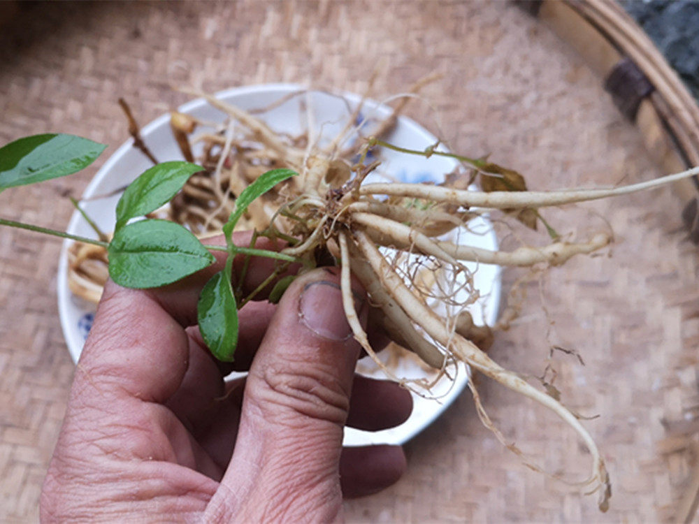新鲜大鹅儿肠全根中药材 黑牵牛老鹳精寸金草通经草贵州草药500克