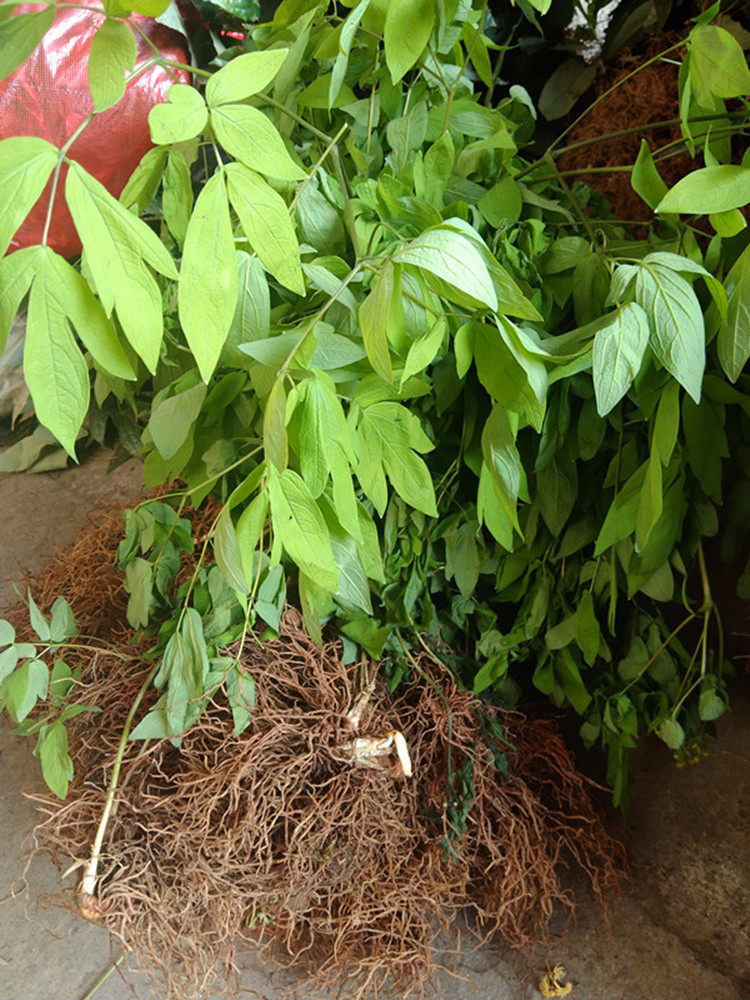 新晒红毛七根干货中药材 鸡骨升麻搜山猫红毛细辛贵州红毛漆500克