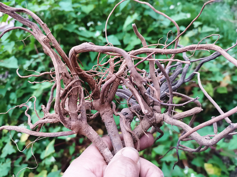 中药材八爪金龙贵州开喉剑纯天然