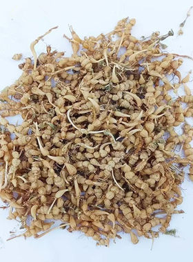 贵州地产算盘子中草药咕噜子药