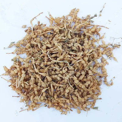 贵州地产算盘子中草药咕噜子药