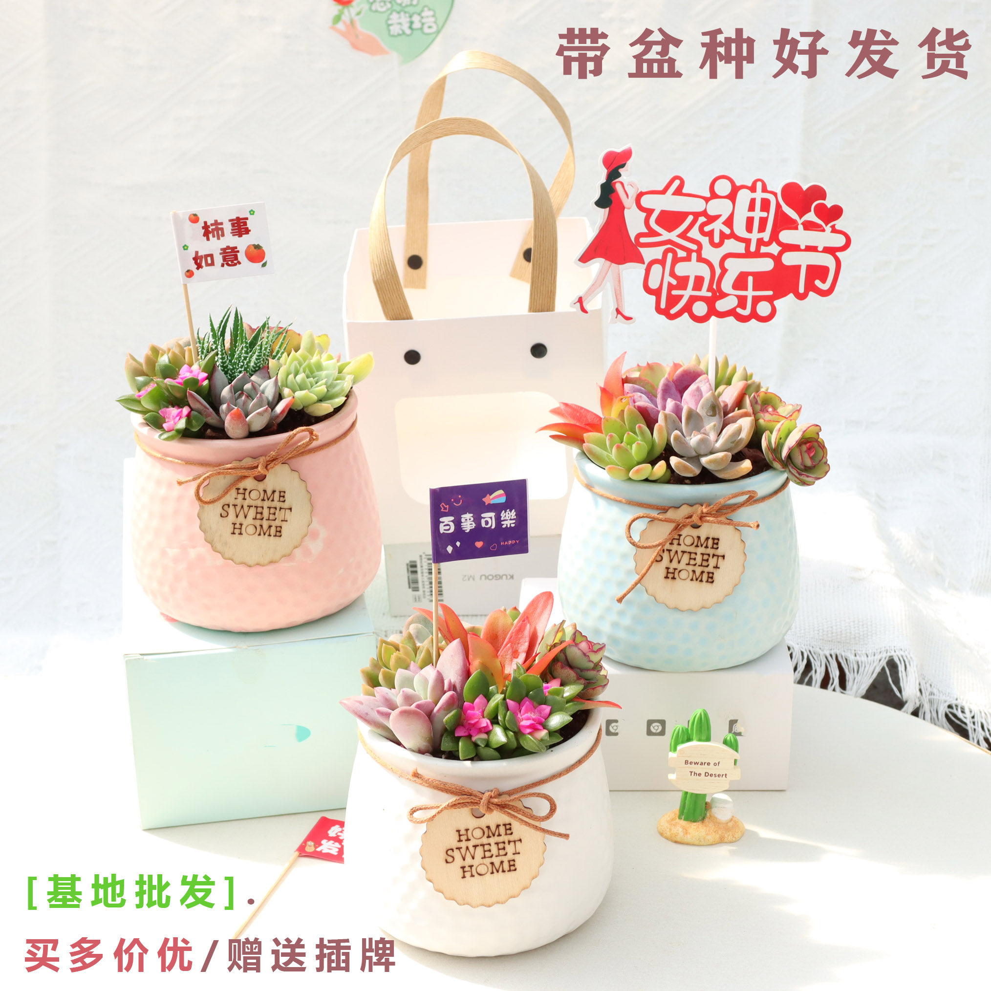 成品带盆多肉植物室内阳台盆栽办公室桌面幼儿园花多肉组合好礼物