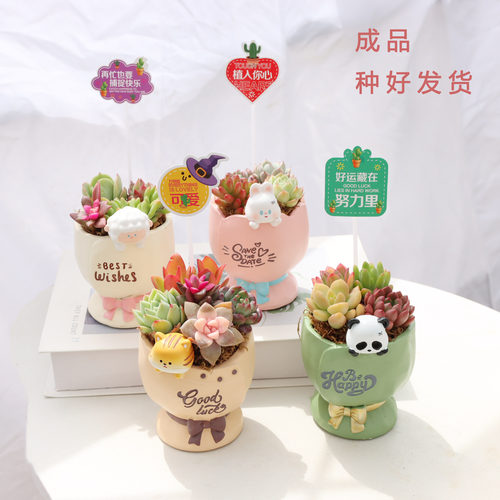 女神节创意礼品多肉花可爱卡通小动物生日礼物盆栽开学伴手礼盆栽