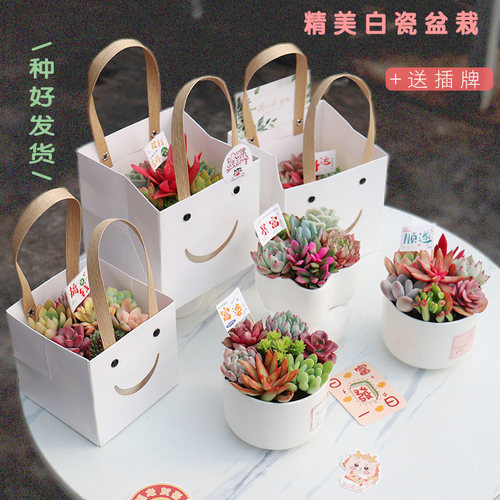 女神节创意多肉盆栽伴手礼