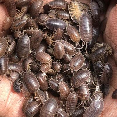 顺丰包邮活体鼠妇生物实验潮虫