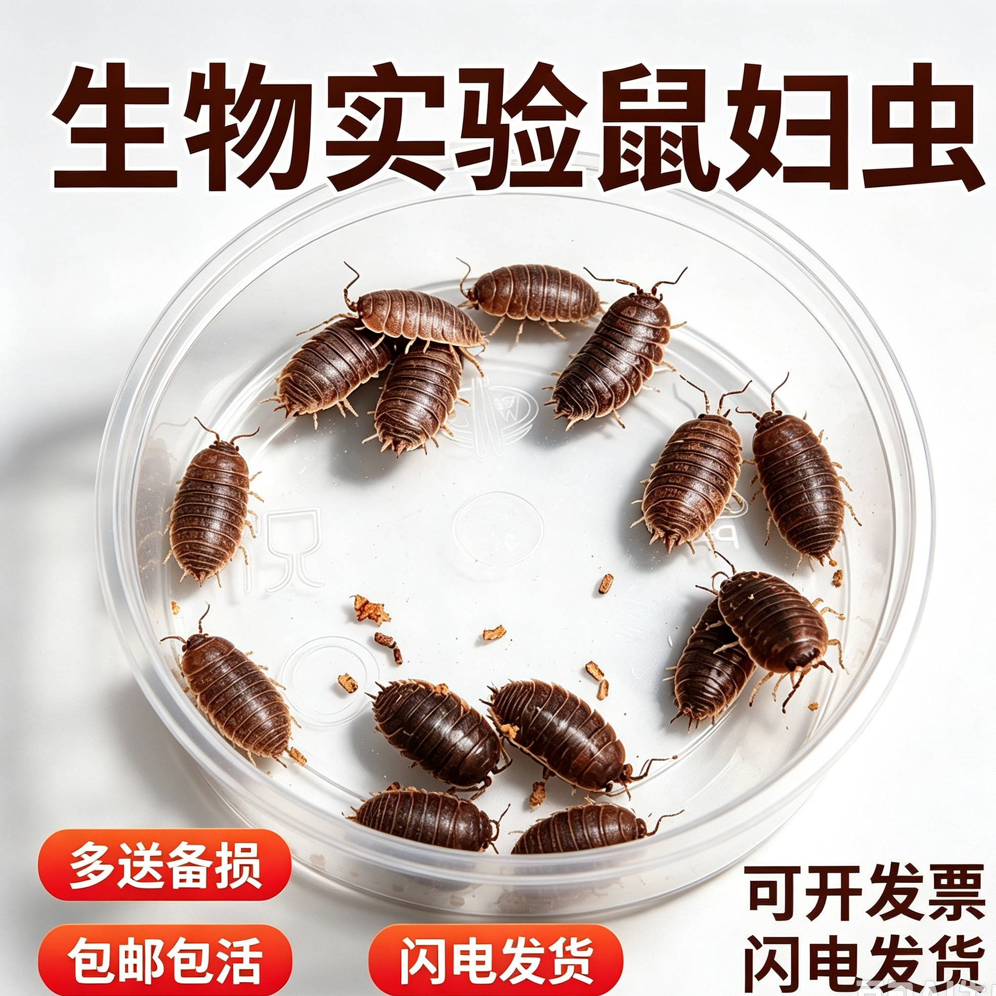 鼠妇活虫可开发票实验推荐包活