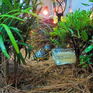 黄缘龟造景松针垫材 安缘龟生态环境松针龙眼叶饲养环境装饰材料