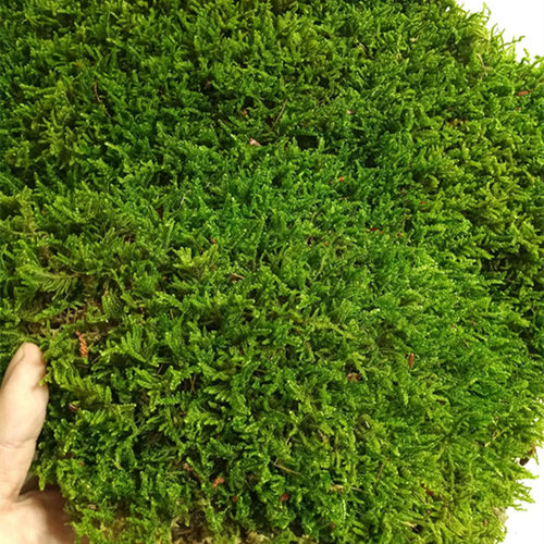 黄缘龟专用微景观造景铺面苔藓