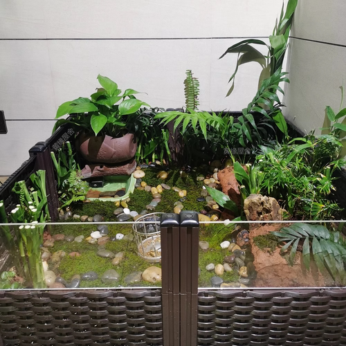 黄缘龟造景专用绿植微生态环境
