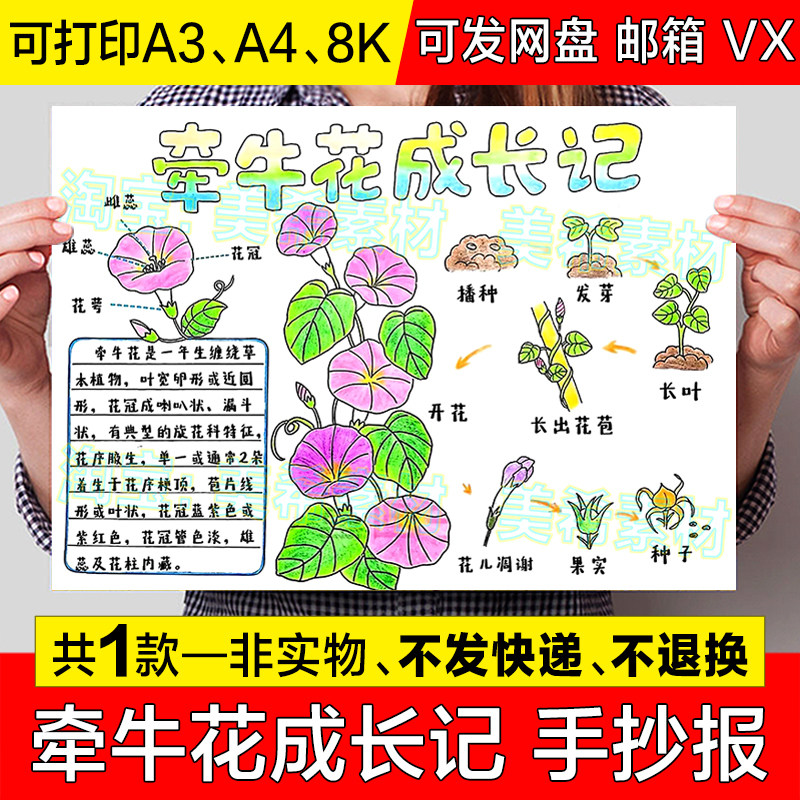 牵牛花成长记手抄报模板小学生花卉植物生长观察记录日记小报线稿