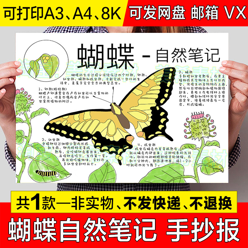 蝴蝶自然笔记儿童绘画手抄报模板小学生动物昆虫生长记录小报线稿