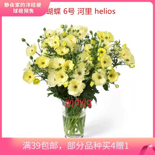 花毛茛种球价格 花毛茛种球图片 星期三