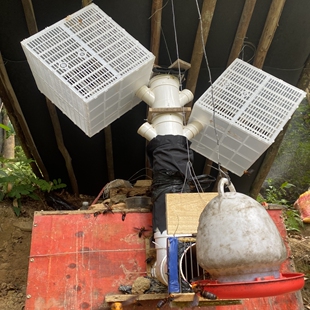 胡蜂王过滤控王笼马蜂服虎头红娘金环赤道尾蜂王囚王笼筑巢活动箱