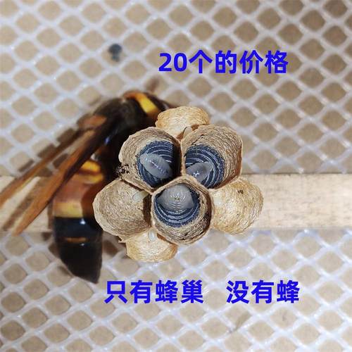 胡蜂3D人工模压蜂巢3孔红娘金环大黑尾虎头蜂筑巢箱活动区喂食笼