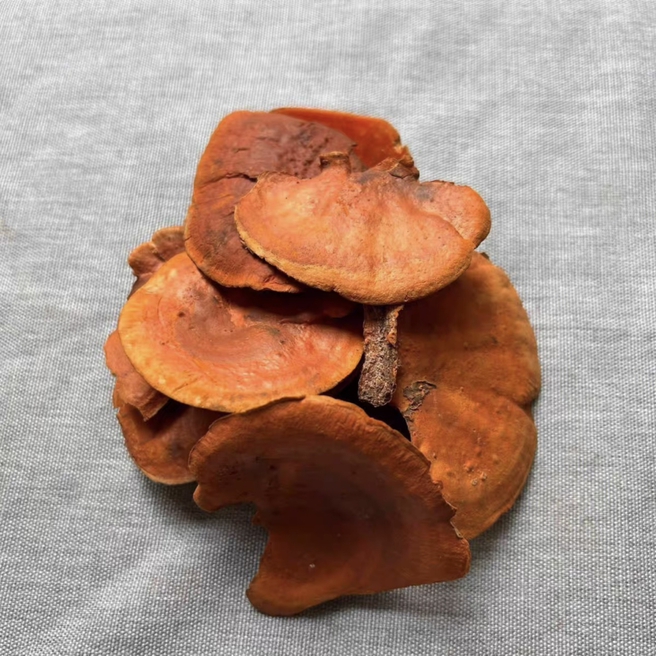 野生牛樟芝红栓菌血红灵芝栓菌朱红栓菌产地货源价格实惠中药材